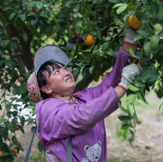 芭芭农场怎么换果树_芭芭农场怎么换果树样子_芭芭农场能换树吗