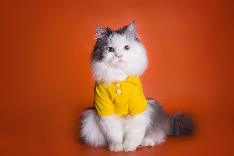 怪化猫前传b站里叫什么_怪化猫前传化猫解析_怪化猫前传