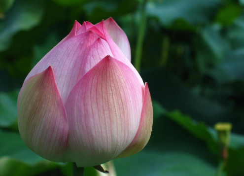 清明花是什么花_清明花_清明花的作用与功效