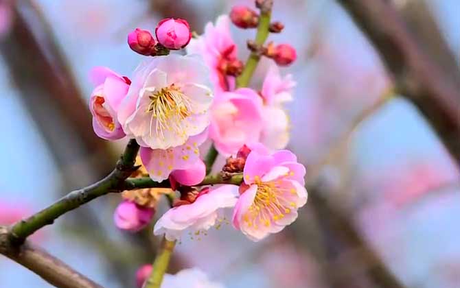 清明花是什么花_清明花的作用与功效_清明花