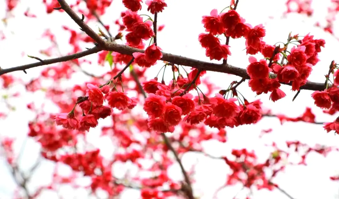 春日野行温庭筠_春日野_春日野诗音