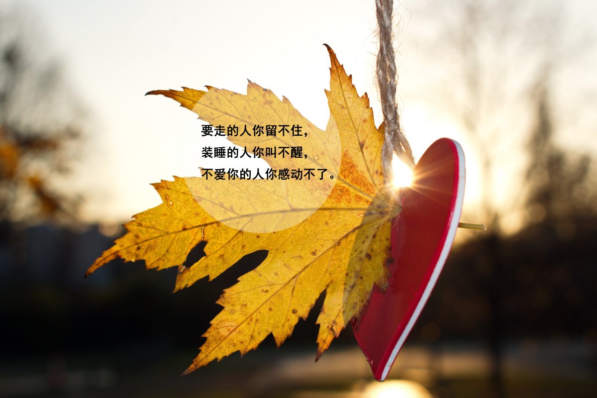 白色月光英文_月光英文_月光英文怎么写