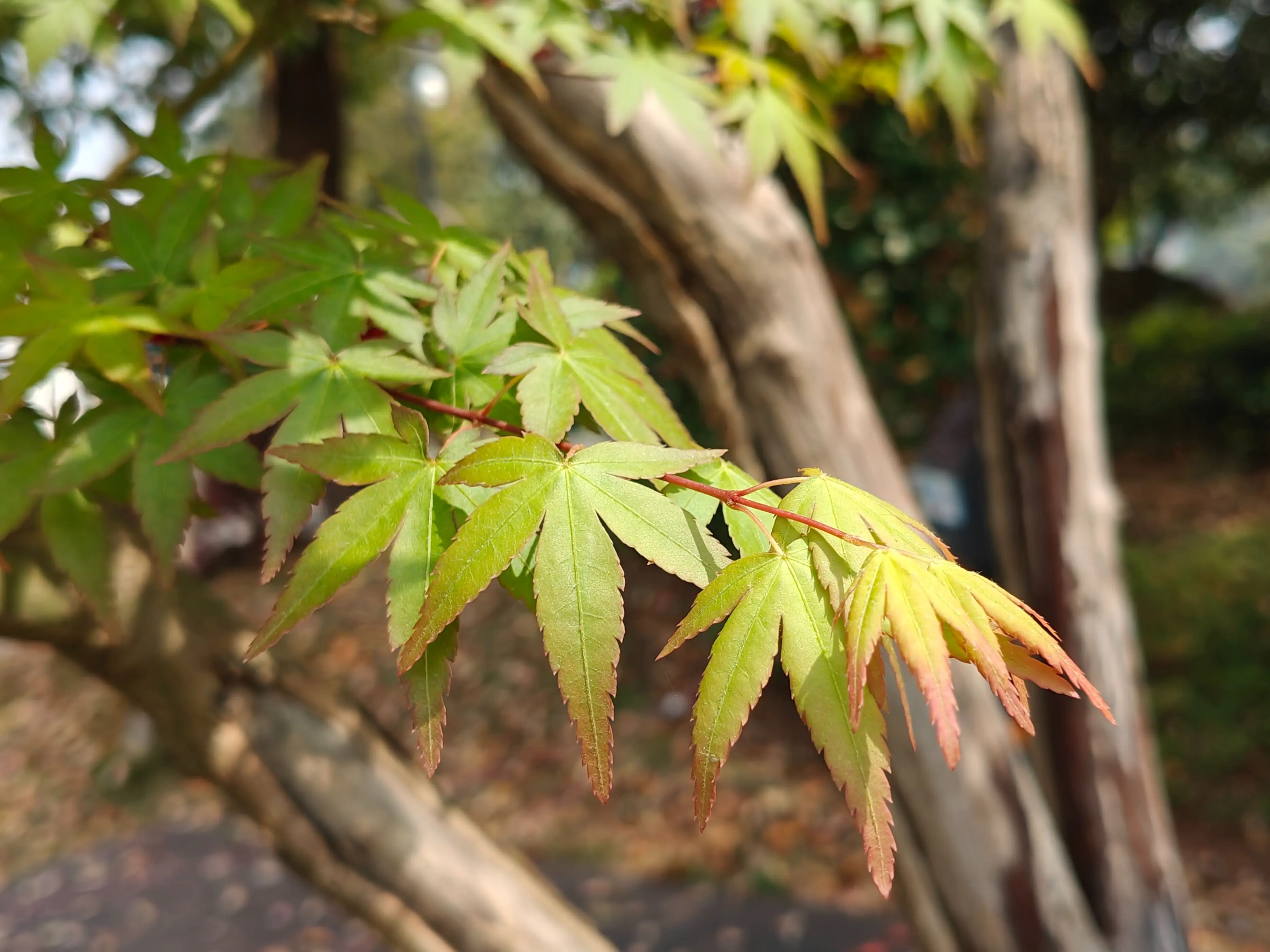 苹果手机充电时玩游戏_苹果手机充着电玩游戏_苹果手机如何正常游戏充电