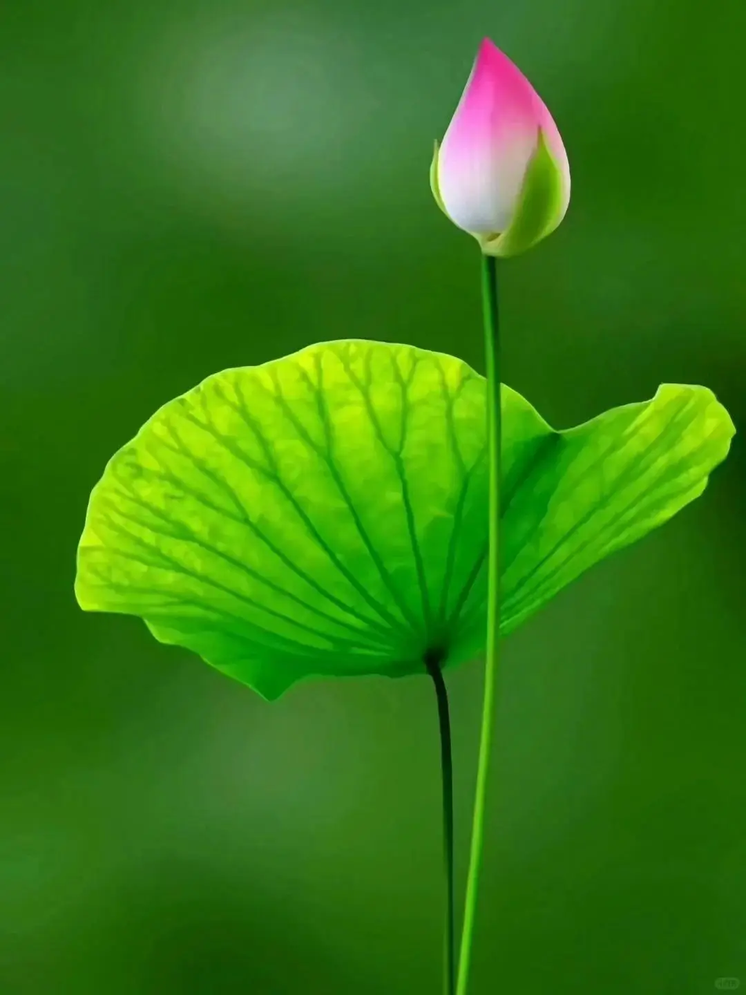 嚎叫幽灵在哪_嚎叫幽灵_嚎叫幽灵怎么释放