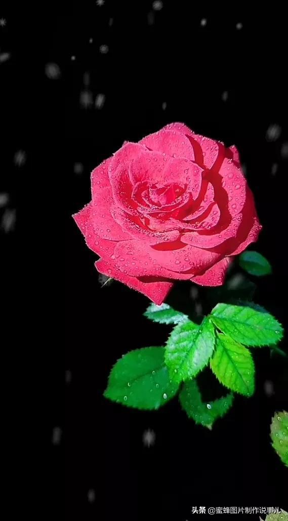 见花不见叶_花见_见花如面