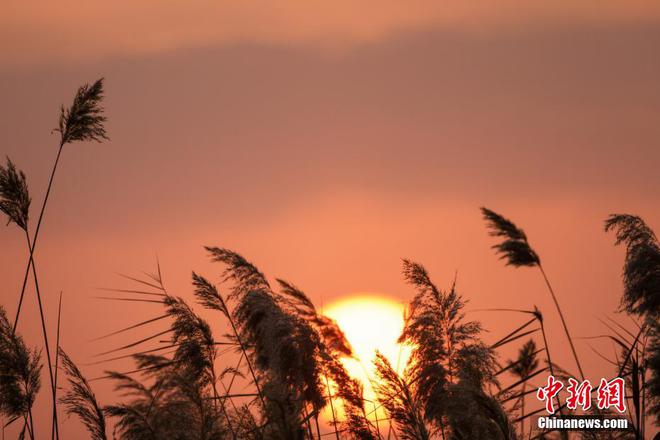 青色芦苇_芦苇青色是什么季节_芦苇青青