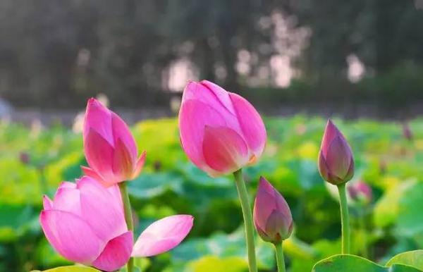 芦苇青青_青色芦苇_芦苇青色是什么季节