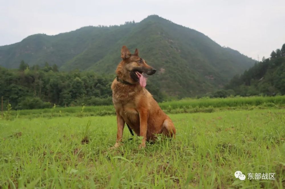 奇兵神犬免费下载_奇兵神犬下载_神犬奇兵手机游戏