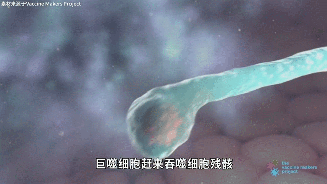 巨噬细胞翻译_巨噬细胞缩写_巨噬细胞怎么表示