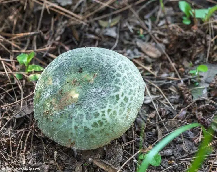 苹果手机香菇游戏_苹果手机香菇游戏_苹果手机香菇游戏