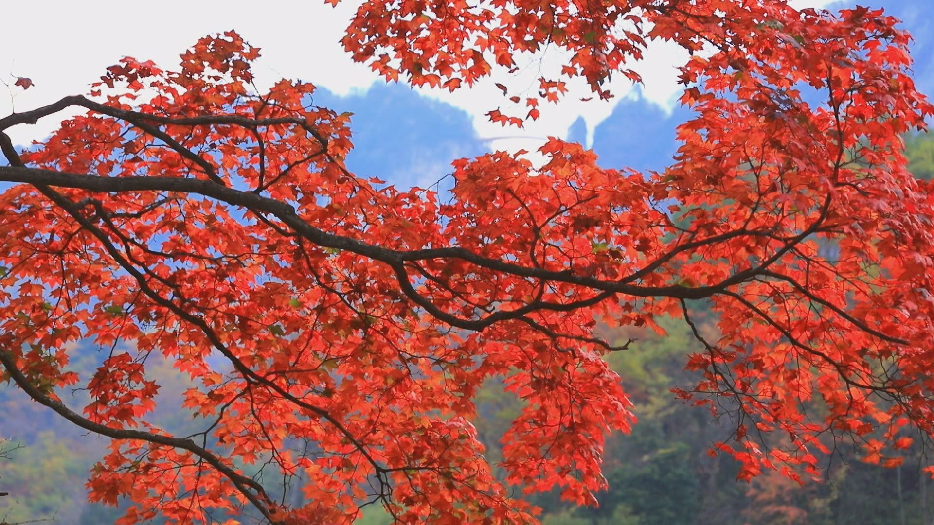 见青山_青山见我应如是是什么意思_青山见我应如是