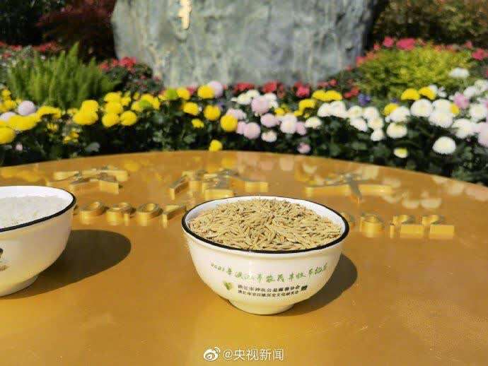 愚蠢的重葬_愚蠢的重葬_愚蠢的重葬