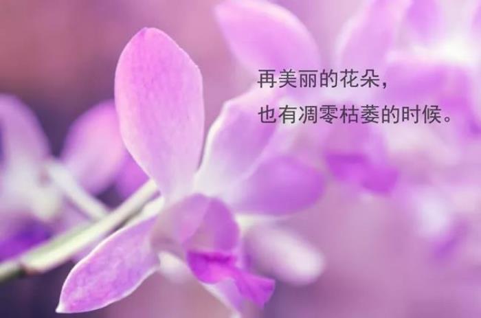 衣留是什么意思_七濑留衣_七濑恋