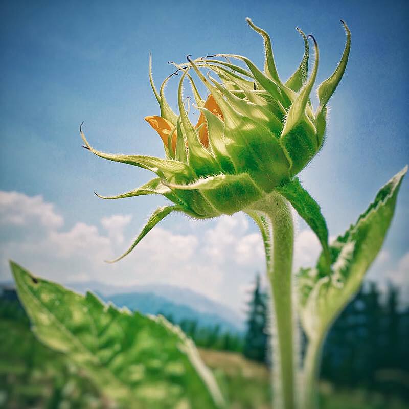 芙绘莎阿笠_芙莎绘_芙绘莎限定胸针