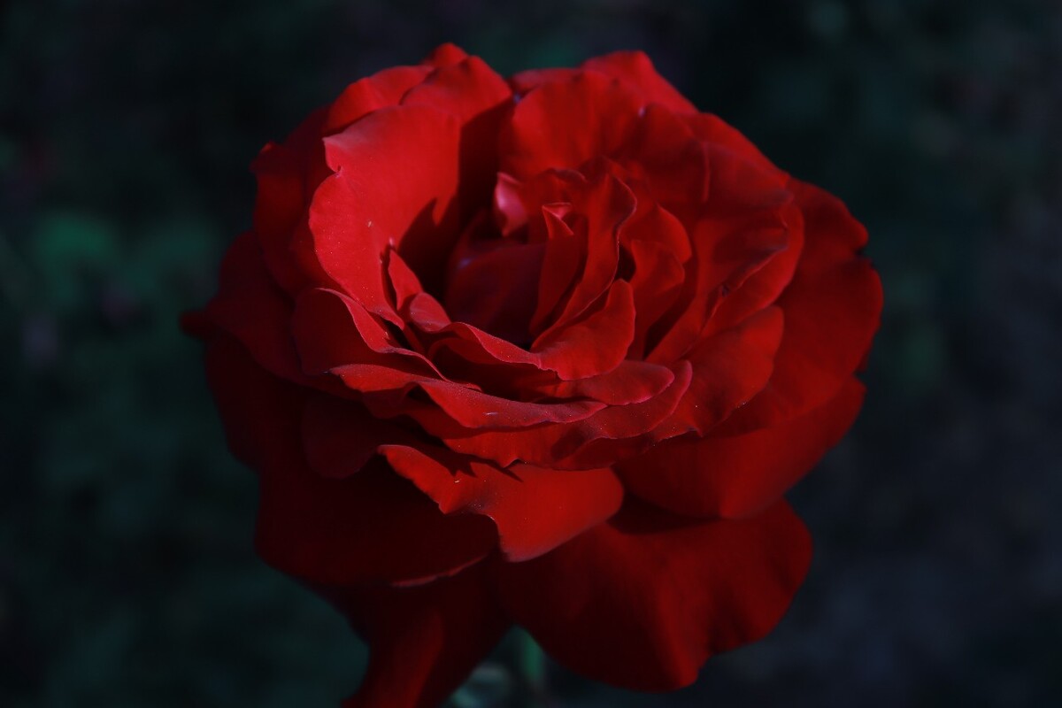 孤火花_孤火花_孤火花