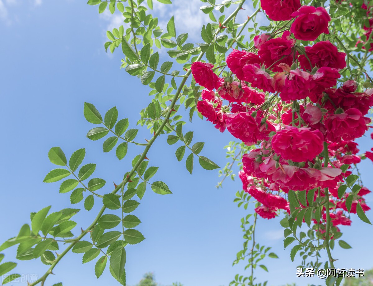 过心花_过心花_过心花