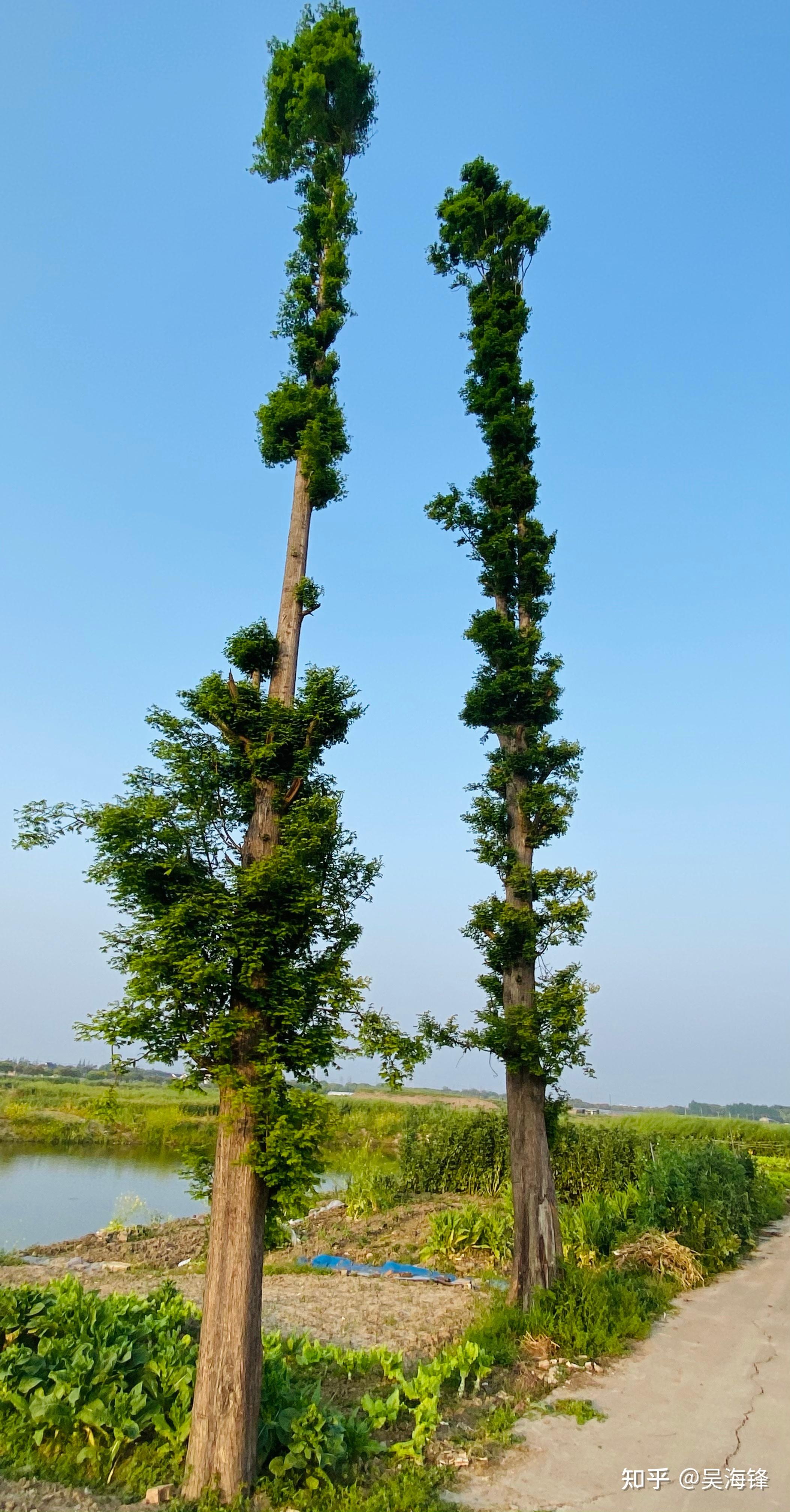 椿木是什么树_木春椿怎么读_椿木有什么用途