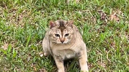 猫咪国际托运_国际猫咪日_猫咪国际托运需要办理什么