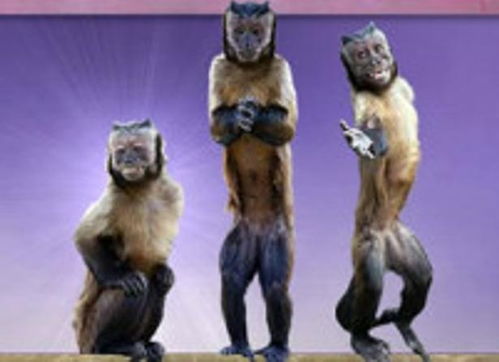 十三只半猫 