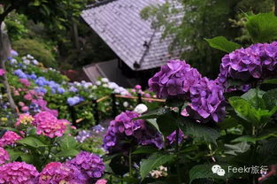 紫阳花